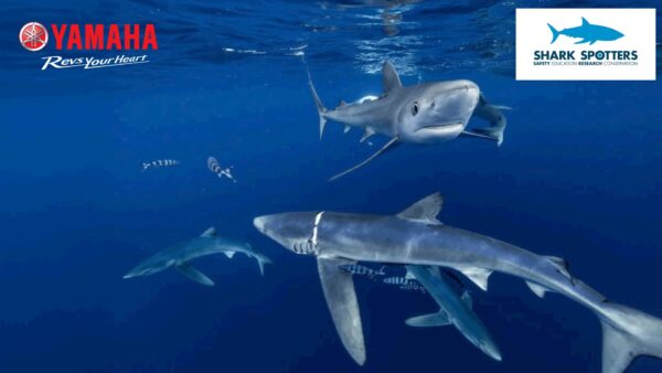 Shark Spotters header 1920x1080 1 | Yamaha SA